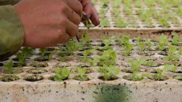 Boer herbeplanting ontsproot jonge salade zaailingen in een kas. Boerderij thema. Zaailingen van groentegewassen op industriële schaal — Stockvideo