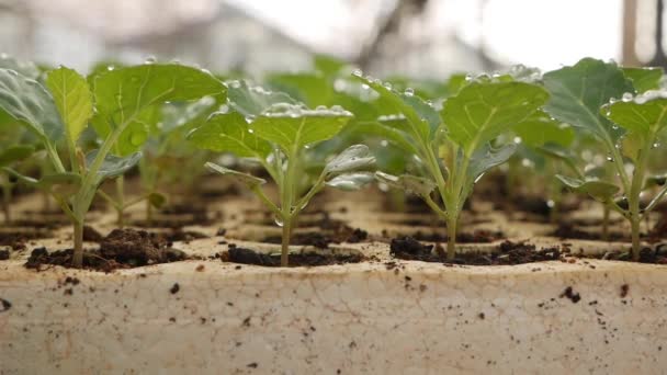 温室で若いキャベツの苗を発芽させました。農場のテーマ。産業規模での野菜作物の苗 — ストック動画