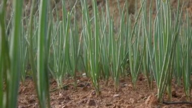 Yazın taze soğan çiftliği. Tarım alanları, tarım, organik sebzeler. Sebze bahçesinde taze yeşil soğan sapları. Organik tarım, tarım endüstrisi