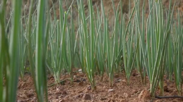 Pflanzung grüner Zwiebeln im Sommer. Ackerbau, Landwirtschaft, biologischer Gemüseanbau. Frische grüne Zwiebelstängel im Gemüsegarten. Biolandbau, Landwirtschaft — Stockvideo