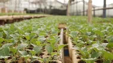 Serada taze lahana filizleri yetiştirdim. Çiftlik teması. Endüstriyel ölçekte sebze tohumları