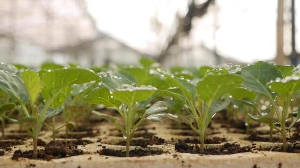 Grodda unga kålplantor i ett växthus. Gårdstema. Plantor av köksväxter i industriell skala — Stockvideo