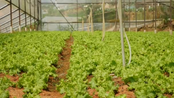 Pěstování zeleného salátu ve skleníku. Zemědělská pole, ekologická zelenina na farmě, zemědělský průmysl — Stock video