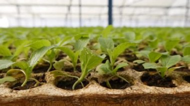 Serada taze lahana filizleri yetiştirdim. Çiftlik teması. Endüstriyel ölçekte sebze tohumları