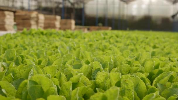 Sprouted young cabbage seedlings in a greenhouse. Farm theme. Seedlings of vegetable crops on an industrial scale — Stock Video