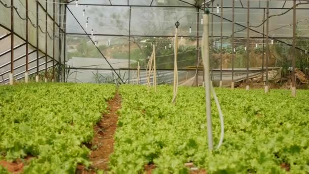 A cultivar salada verde na estufa. Campos agrícolas, produtos hortícolas biológicos na exploração agrícola, indústria agrícola — Vídeo de Stock