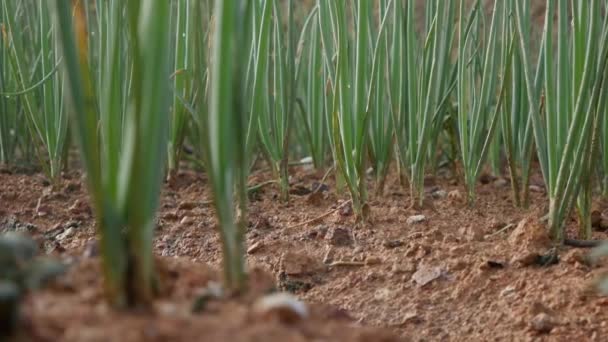 Plantacja zielonej cebuli latem. Pola uprawne, rolnictwo, uprawy warzyw ekologicznych. Świeże zielone łodygi cebuli w ogrodzie warzywnym. Gospodarstwo ekologiczne, przemysł rolniczy — Wideo stockowe