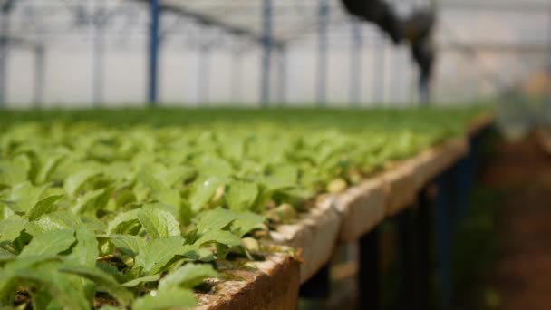 Produjo plántulas de repollo jóvenes en un invernadero. Tema de granja. Plántulas de hortalizas a escala industrial — Vídeos de Stock