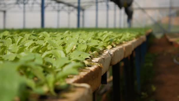 Csíráztatott fiatal káposzta palánták egy üvegházban. Farmos téma. Növényi növények ipari léptékű palántái — Stock videók