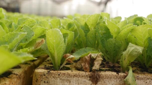 Jeunes plants de chou germés dans une serre. Thème agricole. Semis de cultures maraîchères à l'échelle industrielle — Video