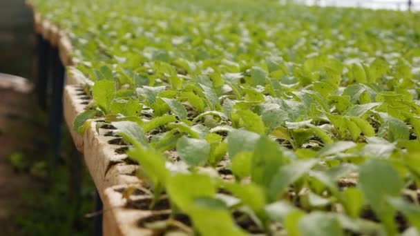 Sprouted young cabbage seedlings in a greenhouse. Farm theme. Seedlings of vegetable crops on an industrial scale — Stock Video