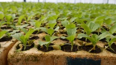 Serada taze lahana filizleri yetiştirdim. Çiftlik teması. Endüstriyel ölçekte sebze tohumları