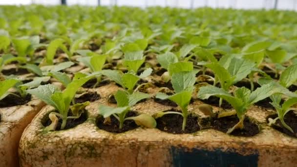 온실에서 어린 양배추를 기른다. 농장 테마. 공업적 인 규모로 채소를 재배하는 일 — 비디오