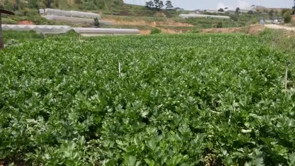 Field of celery ready to harvest. Vegetables, organic farming. Agriculture and agribusiness