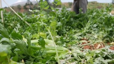Çiftçi kereviz topluyor. Sebzeler, organik tarım. El ekimi ve hasat bakımı. Çiftliklerde çalışmak için işçileri cezbediyor. Tarım ve tarım sektörü