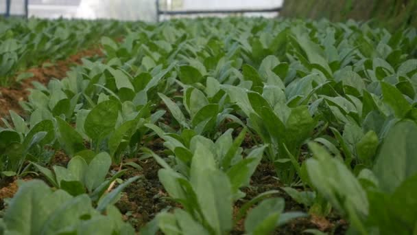 Spinaci in una serra pronti per il raccolto. Ortaggi, agricoltura biologica. Agricoltura e agroalimentare — Video Stock