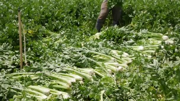 A gazdák zellert aratnak. Zöldségek, biogazdálkodás. Kézvetés és terménygondozás. Munkásokat vonz a gazdaságokba. Mezőgazdaság és agráripar — Stock videók