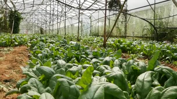 Špenát ve skleníku připraveném na sklizeň. Zelenina, ekologické zemědělství. Zemědělství a zemědělství — Stock video
