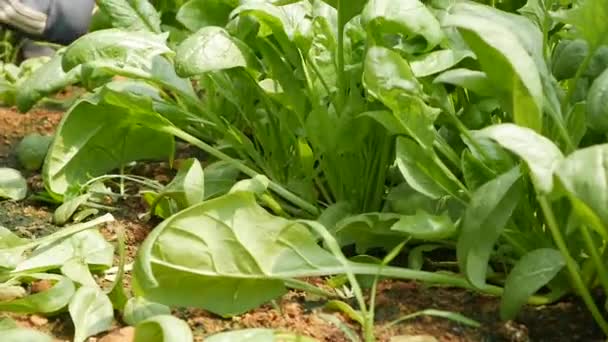 L'agricoltore raccoglie spinaci in serra. Ortaggi, agricoltura biologica. Agricoltura e agroalimentare — Video Stock
