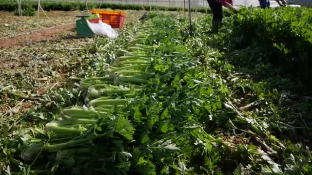 Agricultor colhe aipo. Produtos hortícolas, agricultura biológica. Semeadura manual e cuidados com a colheita. Atrair trabalhadores para trabalhar em fazendas. Agricultura e agronegócio — Vídeo de Stock