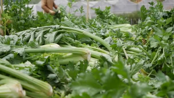 Agricultor colhe aipo. Produtos hortícolas, agricultura biológica. Semeadura manual e cuidados com a colheita. Atrair trabalhadores para trabalhar em fazendas. Agricultura e agronegócio — Vídeo de Stock