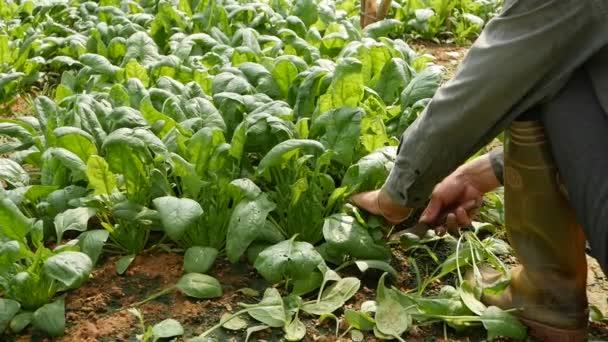 Agricultor colhe espinafre em estufa. Produtos hortícolas, agricultura biológica. Agricultura e agronegócio — Vídeo de Stock