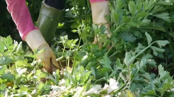 Le fermier récolte le céleri. Légumes, agriculture biologique. Semis à la main et soins des cultures. Attirer les travailleurs à travailler dans les exploitations agricoles. Agriculture et agro-industrie — Video