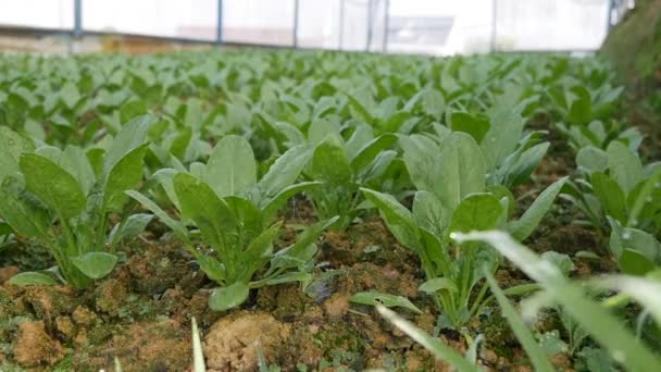 Spinazie in een kas klaar voor de oogst. Groenten, biologische landbouw. Landbouw en agroindustrie — Stockvideo