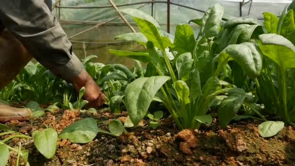 Çiftçi serada ıspanak hasat ediyor. Sebzeler, organik tarım. Tarım ve tarım sektörü — Stok video