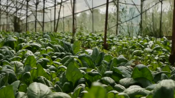 Spinazie in een kas klaar voor de oogst. Groenten, biologische landbouw. Landbouw en agroindustrie — Stockvideo