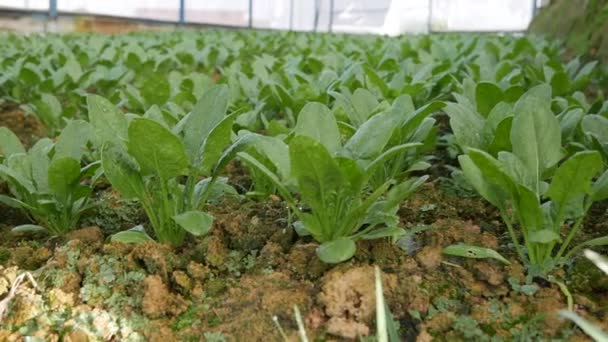 Épinards dans une serre prête pour la récolte. Légumes, agriculture biologique. Agriculture et agro-industrie — Video