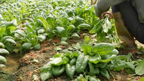 Agricultor colhe espinafre em estufa. Produtos hortícolas, agricultura biológica. Agricultura e agronegócio — Vídeo de Stock