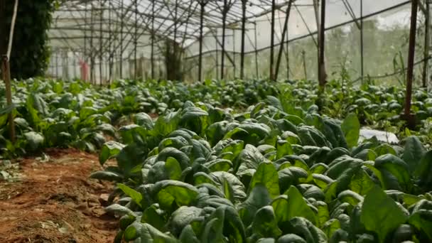 Spinazie in een kas klaar voor de oogst. Groenten, biologische landbouw. Landbouw en agroindustrie — Stockvideo