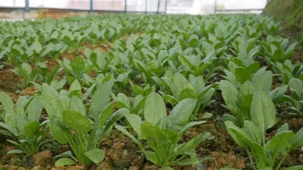 Spinazie in een kas klaar voor de oogst. Groenten, biologische landbouw. Landbouw en agroindustrie — Stockvideo