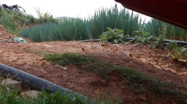 Traktör sahada çalışıyor. Organik tarım. Tarım ve tarım sektörü.