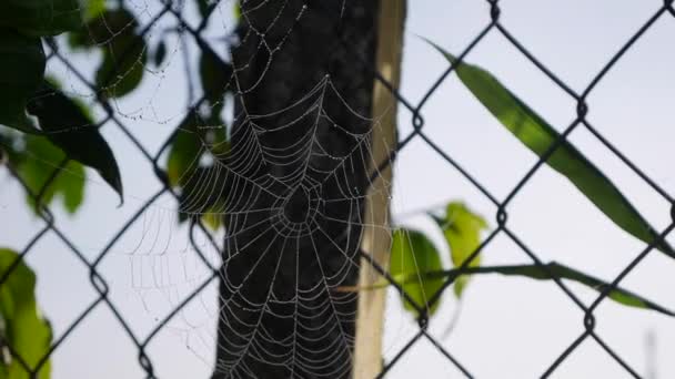 De spindelväv fladdrar i vinden på mesh staket bakgrund. Närbild — Stockvideo