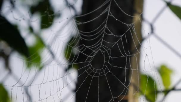 La telaraña revolotea en el viento sobre el fondo de la valla de malla. Primer plano de disparo — Vídeo de stock