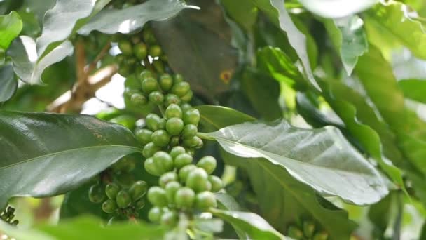 Grãos de café no ramo. A crescer numa plantação de café. Comida, cultivar — Vídeo de Stock