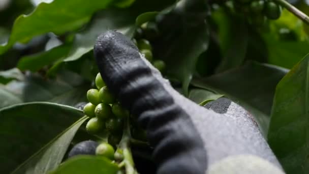 農家は枝にコーヒー豆をチェックします。コーヒー農園で育つ。食物、栽培 — ストック動画