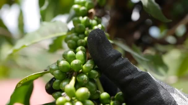 Farmer sprawdź ziarna kawy na gałęzi. Rośnie na plantacji kawy. Żywność, uprawy — Wideo stockowe