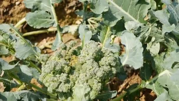 Campo di broccoli pronti per la raccolta. Ortaggi, agricoltura biologica. Agricoltura e agroalimentare — Video Stock