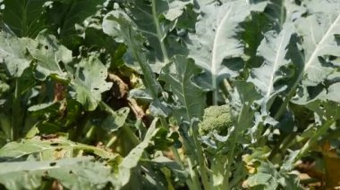 Brokoli tarlası hasat için hazır. Sebzeler, organik tarım. Tarım ve tarım sektörü