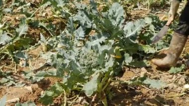 Çiftçi brokoli hasat ediyor. Sebzeler, organik tarım. Tarım ve tarım sektörü