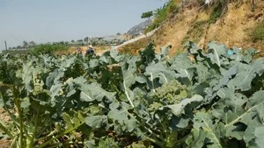 Brokoli tarlası hasat için hazır. Sebzeler, organik tarım. Tarım ve tarım sektörü