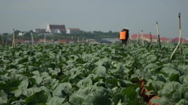 Çiftçi böcekleri korumak için lahana tarlasına böcek ilacı ya da gübre sıkar. Sebzeler, organik tarım. Tarım ve tarım sektörü. El ekimi ve hasat bakımı. Çalışan işçileri cezbediyor