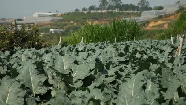 Campo de brócolos. Produtos hortícolas, agricultura biológica. Agricultura e agronegócio — Vídeo de Stock