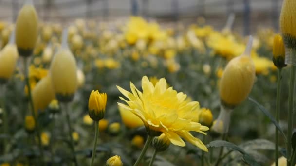 Serre avec chrysanthèmes jaunes poussant dans le jardinage des petites entreprises. Agriculture biologique. Agriculture et agro-industrie. Semis à la main et soins des cultures. Attirer les travailleurs à travailler dans les exploitations agricoles — Video