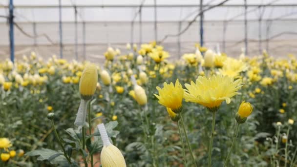 小さなビジネスガーデニングで成長している黄色の菊と温室。有機農業。農業と農業。手播種と作物ケア。農場で働く労働者を惹きつける — ストック動画