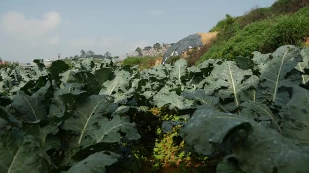 Brokoli tarlası. Sebzeler, organik tarım. Tarım ve tarım sektörü — Stok video