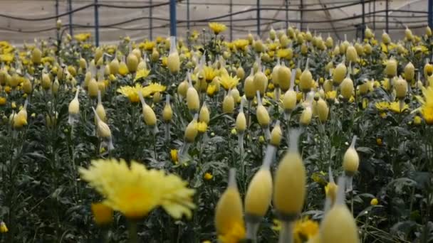 Sere cu crizanteme galbene în creștere în grădinărit de afaceri mici. Agricultura ecologică. Agricultură şi agrobusiness. Semănatul mâinilor şi îngrijirea culturilor. Atragerea muncitorilor pentru a lucra în ferme — Videoclip de stoc